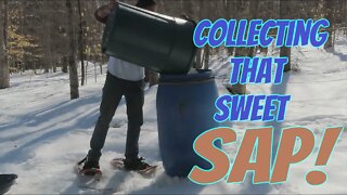 Making Pure New Hampshire Maple Syrup | Part Two | Collecting Sap