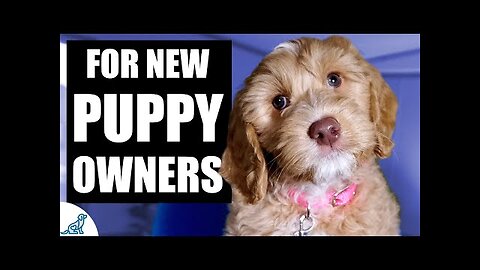 NEW PUPPY SURVIVAL GUIDE THE FIRST THINGS TO TEACH YOUR NEW PUPPY