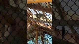 Squirrel Monkeys at the Moncton Zoo
