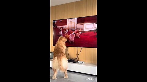 dog videos only for dogs