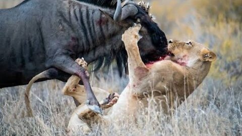 The Greatest Fights In The Animal Tiger #animals #cuteanimals #viralanimals #funnyanimals