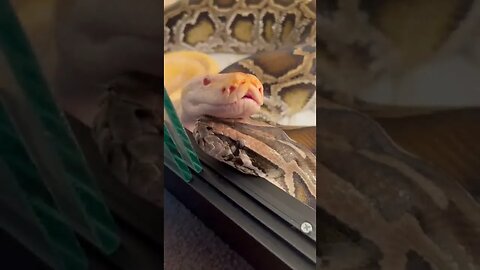 My Giant Snake Shedding ASMR 🐍