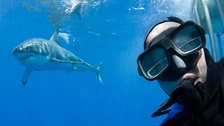 Shark Selfie: Diver Poses With Great White