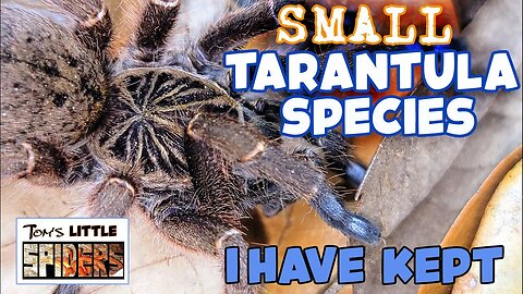 Tom's Little Spiders - All of My Small Tarantula Species