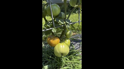 Tomatoes Are Turning 🍅 Check in Chamberlin Family Farms (FB) for Updates #tomatoes #harvesting