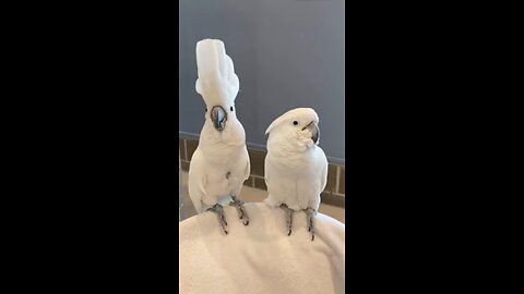 Beautiful!#Cockatoo