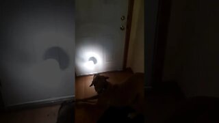 dog fascinated by flashlight.