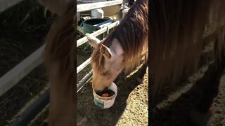 In memory: Arthur spends the day eating with Cleo and us in the sun 💔🥲