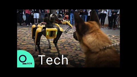 Debate Over Police Use of Robotic Dogs in Law Enforcement.