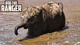 Elephant Herd Disturb Sunbathing Hippos | Maasai Mara Safari | Zebra Plains