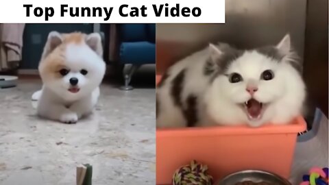 Top Funny Cat Videos