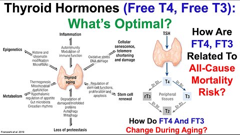 Thyroid Hormones (FT4, FT3): What's Optimal?