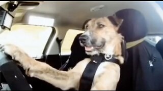 Dogs Are Driving Cars Now (host K-von is shocked)