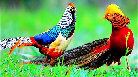 Beautiful Wading Birds and Golden Pheasants