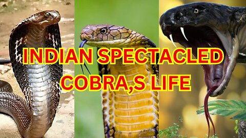 INDIAN SPECTACLED COBRA,S LIFE