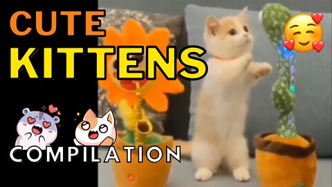Cute Kittens Compilation - Adorable Baby Cats That Will Melt Your Heart