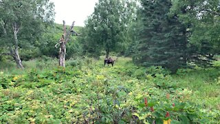 Alaska Trip - moose