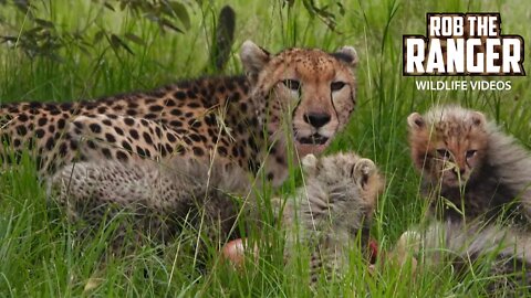 Cheetah And Cubs With A Gazelle Meal | Maasai Mara Safari | Zebra Plains