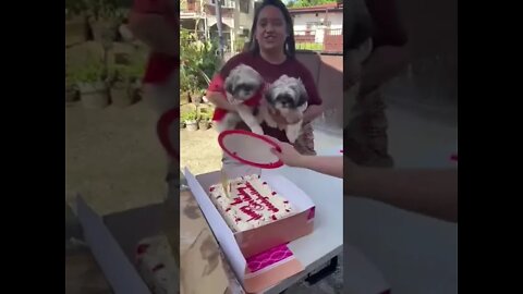 Shih Tzu puppies birthday celebration with cake @shorts