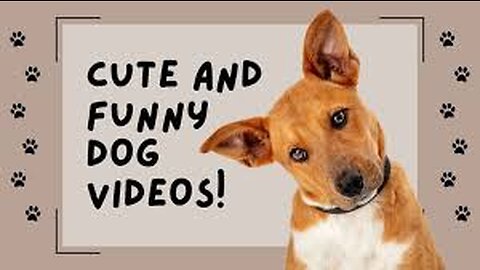 New funny animal vidoes 2023 😂 funniest cats and dogs videos 🐱🐶 #2