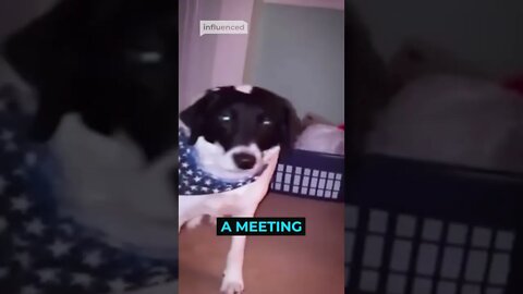 This Dog Meeting Will BLOW Your Mind!
