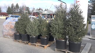 Zamzows offers live trees that people can plant after Christmas