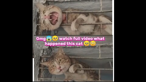 Omg 😰😱 watch full video what happend this cat please someone help this cat