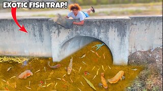 Trapping Exotic AQUARIUM FISH From ABANDONED SPILLWAY!