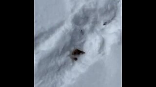 That's an UGLY SCENE | What is left of a hen pheasant after being eaten alive by an owl.