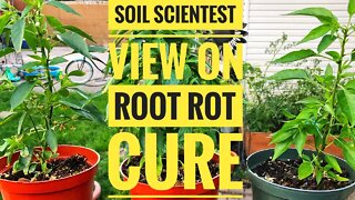 ROOT ROT 101! A SOIL SCIENTIST SOLUTION-PREVENTING & TREATING ROOT ROT | Gardening in Canada