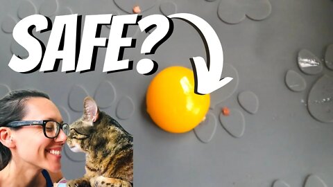 The truth about raw eggs for cats