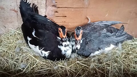 Two Muscovy Ducks sitting on eggs 28th February 2021 ( Video 1 )