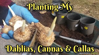 PLANTING Dahlias, Cannas & Calla Lilies