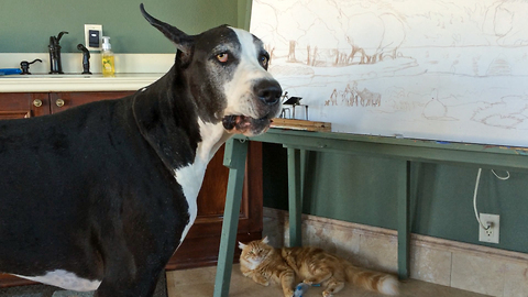 Great Dane whines and squeaks to the cat about the mouse toy