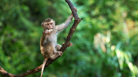 Cute baby ape eating fruits hanging in liana in rainforest