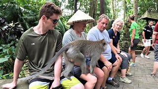 Monkey Nonchalantly Saunters Across 4 Tourists' Laps In Indonesia