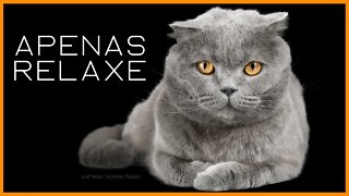 Relaxe com Gatinhos - Música Relaxante Dormir e Aliviar a Insônia - Just Relax | Apenas Relaxe