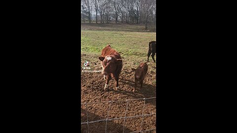 Baby bull calf with big brother.