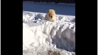 Chow chow puppy plays in very deep snow