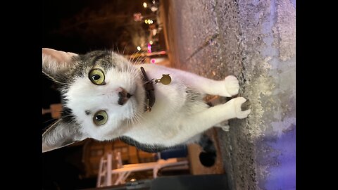 Lovely Cat eating snack