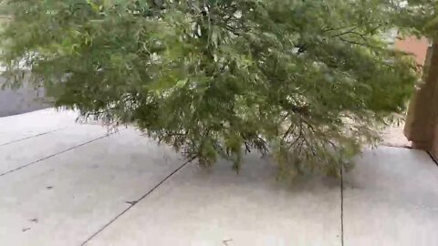 Peoria tree blown down video by David Dean, discretion is advised for language