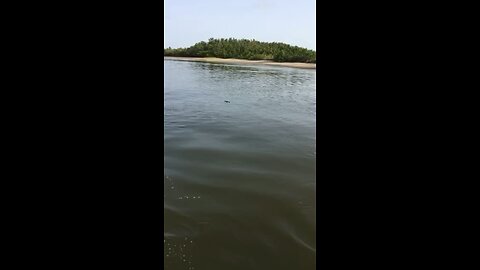 Gopher Turtle swimming the Channel