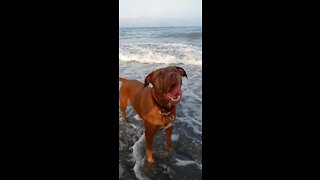 🏀Happy Pitbull Plays With The Ball 🏀