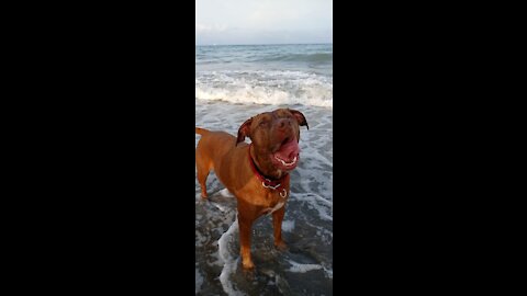 🏀Happy Pitbull Plays With The Ball 🏀