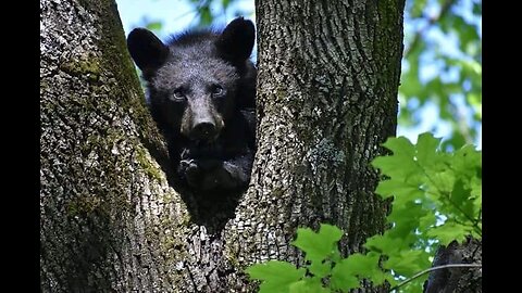 Great Smoky Mountain Bears 🐻