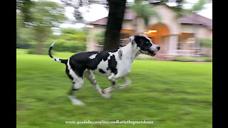 Funny Galloping Great Dane Waits to Race His Favorite Car