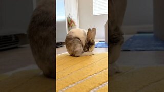 Bunny Rabbit eats Cecotropes 💩 (poop)