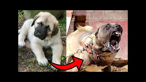 I'm a Big Kid Now Cute Baby Animals |Animal Transformation