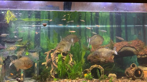 Red belly piranhas