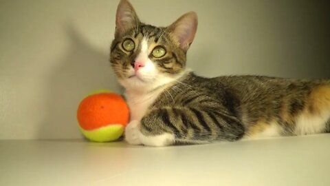 Little Cat Guards His Toy Ball